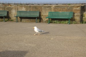 Möwe hat die Ruhe weg