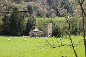 Schafe vor Kirchenruine