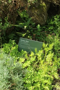 Aloe Pflanze für kaltes Klima