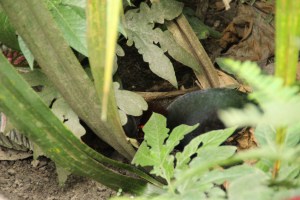 Roul Roul Partridge im Unterholz