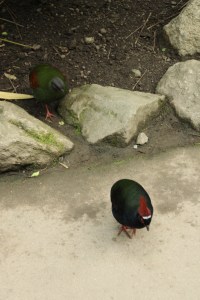 Roul Roul Partridges crossing