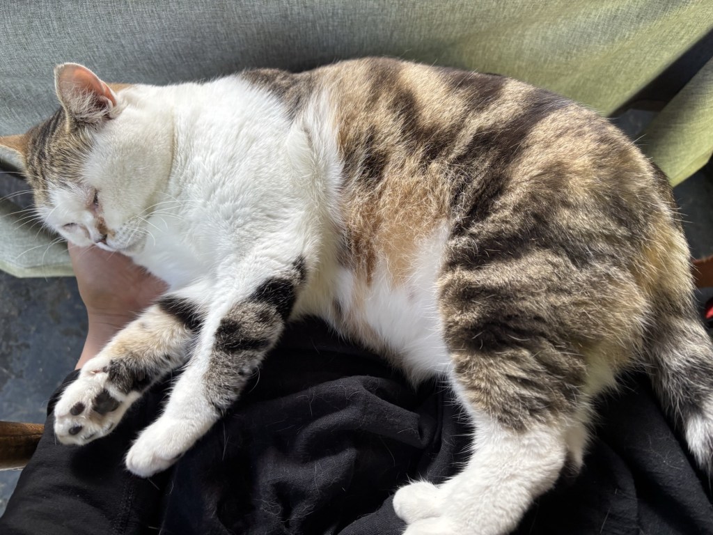 Die Katze schläft auf meinem Schoß, ihr Kopf in meine Hand gedrückt