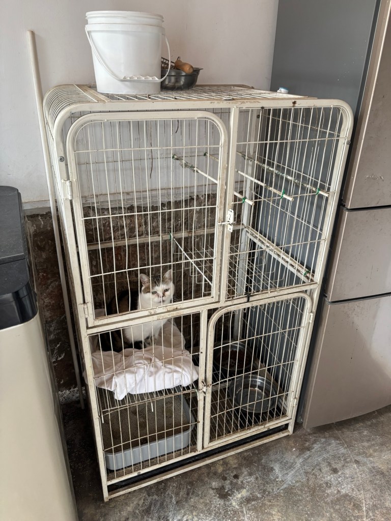 Zwischen Waschmaschine und Kühlschrank steht ein zweigeschossiger weißer Käfig, in dem eine weiß-braun-schwarz getigerte Katze auf einer Decke sitzt