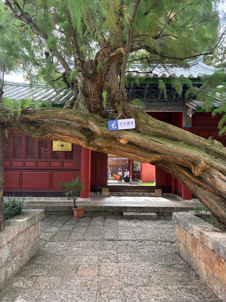 Ein schräg wachsender Baum vor einem Eingangstor, mit einem Schild, das darauf hinweist, mensch solle vorsichtig sein, sich nicht den Kopf zu stoßen