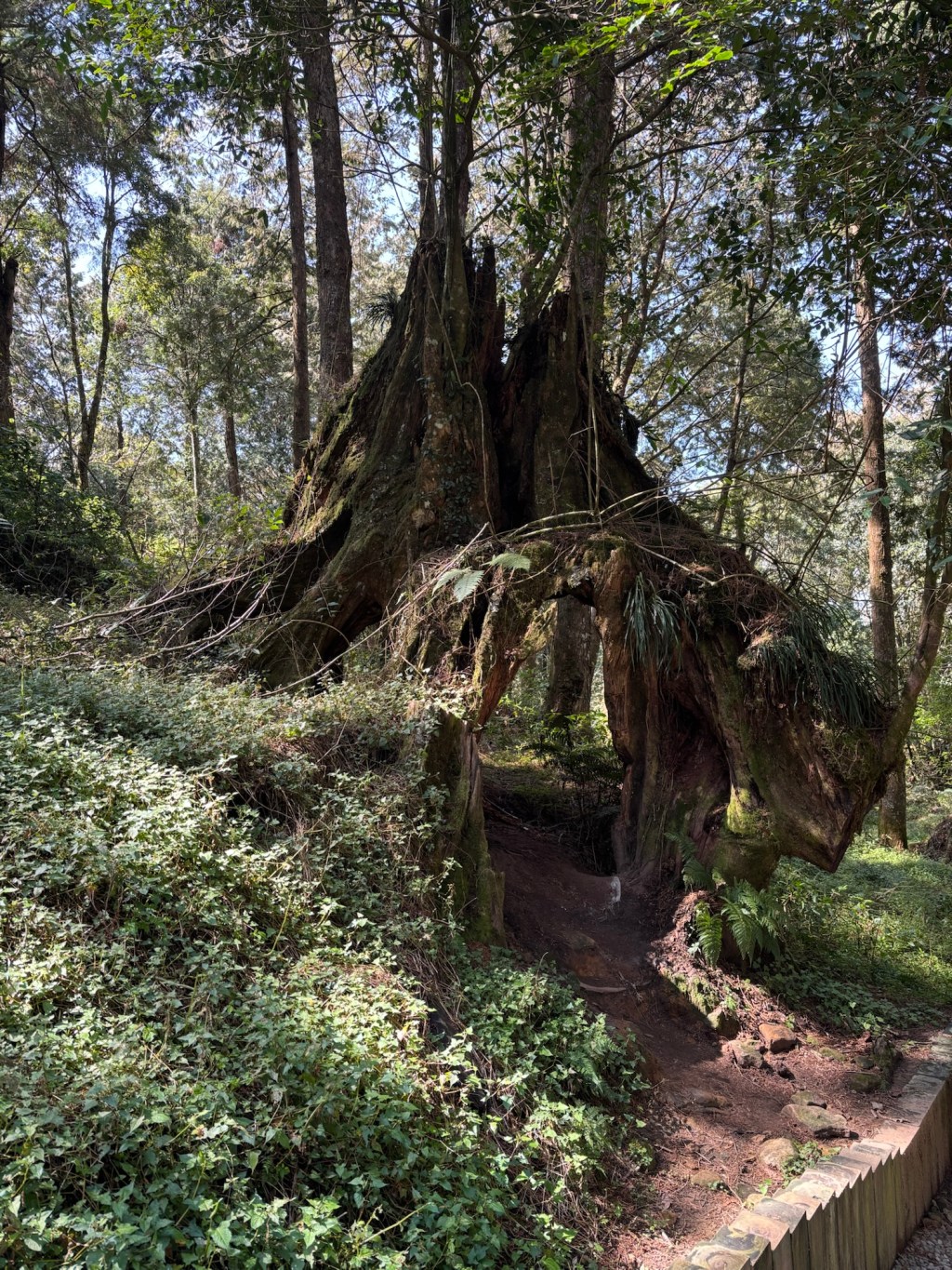 8.3. – 10.3.26 Alishan&nbsp;(阿里山)